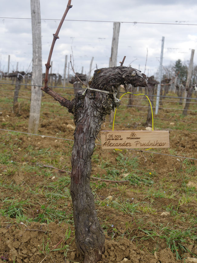 Виноградник на урожай